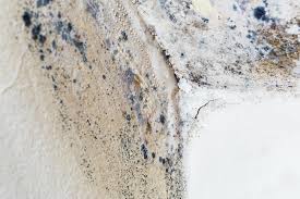 Mold Documentation for Insurance Claims in Valley Springs, CA